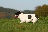 BOULEDOGUE FRANCAIS 1155